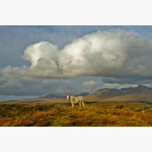 Pony in Connemara, Co. Galway